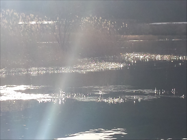 今年の冬はとっても寒くて湖があちこち凍っていたせいか、キラキラが気になった冬でした。
寒かったですが、こんな自然を見られるから、また朝早く出かけてしまうんでしょうね～