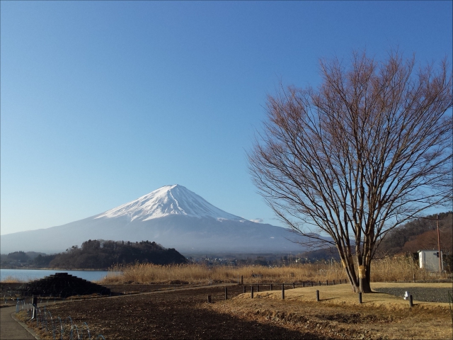 河口湖も湖面の氷はすっかり溶け、穏やかな朝のひと時でした。