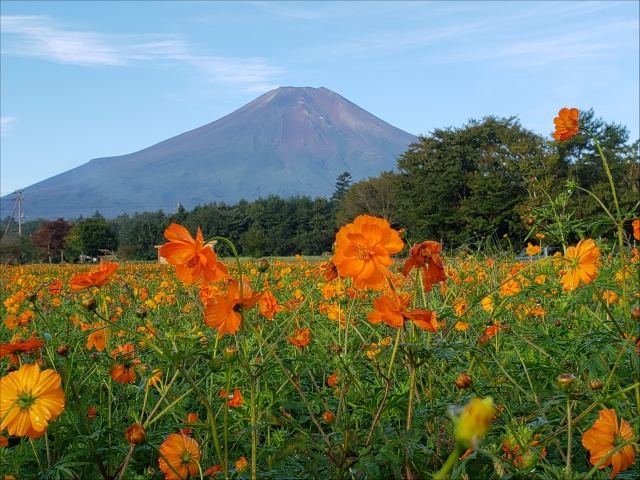 山梨県　山中湖村花の都公園は黄花コスモスが見頃です。